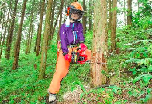 第253回現場セミナー：ヒノキ林の間伐の活動写真