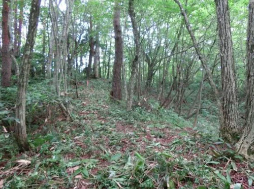 番外編現場セミナー：里山林整備事業の報告の活動写真