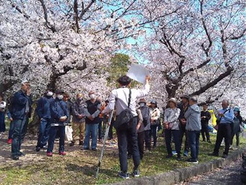 満開の桜の下で花びら本数等を観察