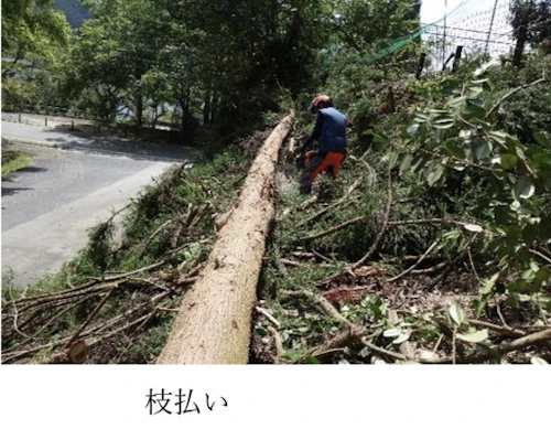 現場セミナー：市史跡田屋城跡の森林整備の活動写真