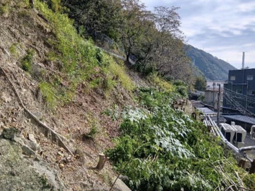 番外編現場セミナー：「大学緑地の樹木整備等」の活動写真