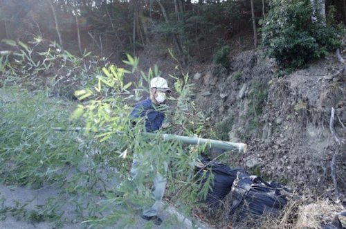 番外編現場セミナー　中小田古墳群の山林整備（竹林等伐採業務）の活動写真