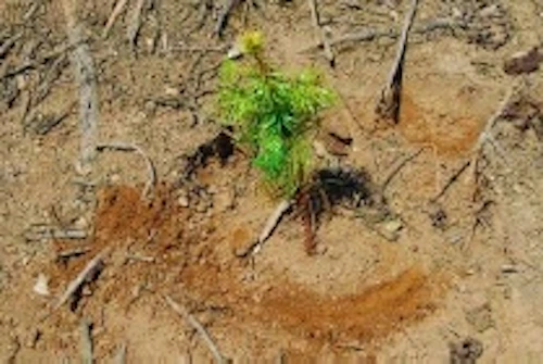 番外編現場セミナー：コウヨウザンの植樹の活動写真