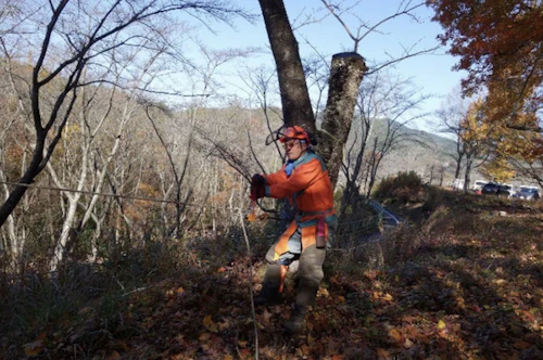番外編現場セミナー　桜守プロジェクト　土師ダム湖畔のさくら並木の手入れの活動写真