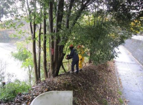 番外編現場セミナー「桜守プロジェクト 土師ダム湖畔のさくら並木の手入れ」の活動写真