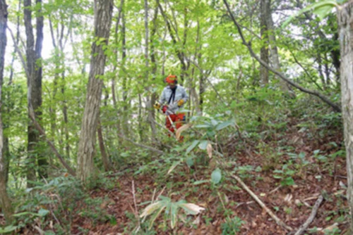 番外編現場セミナー：北広島町森づくり交付金事業（里山林整備事業）の活動写真