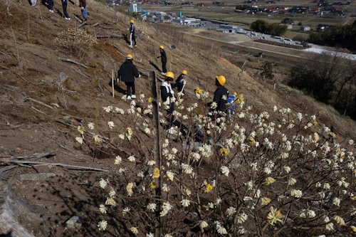 ミツマタの花と植栽の様子