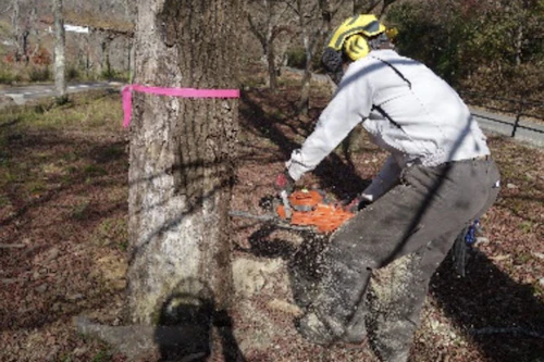 番外編　現場セミナー第31回桜守プロジェクトの活動写真