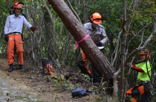 現場セミナー「郡山城跡の枯れ木伐採と登山道清掃活動」の活動写真