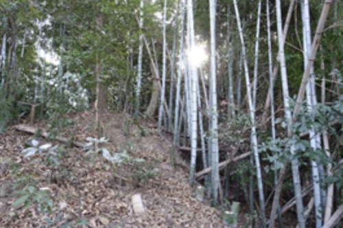 番外編 中小田古墳群を守り活かす山林整備事業（PART　Ⅵ）の活動写真