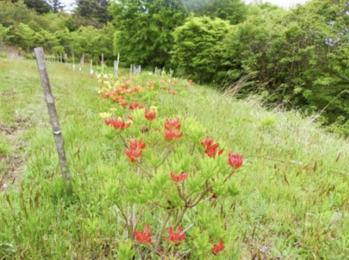 番外編：レンゲツツジの手入れ（5/9 もみのき森林公園内）の活動写真