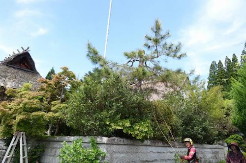 3ｍの高さに残して伐採完了