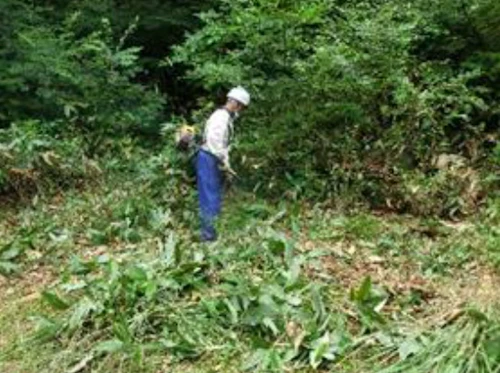 番外編現場セミナー：里山林整備事業の報告の活動写真