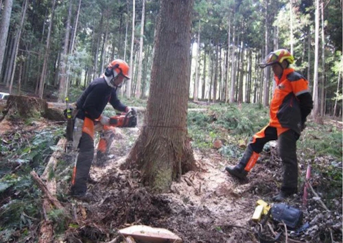 番外編現場セミナー第2回「安全に木を伐る技術研修会」の活動写真