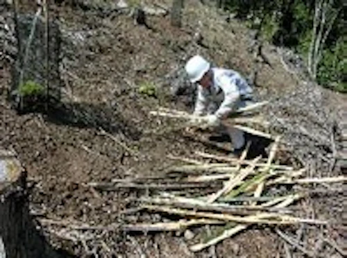 番外編現場セミナー：コウヨウザンの植樹の活動写真