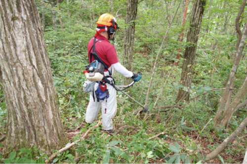 番外編現場セミナー：北広島町森づくり交付金事業（里山林整備事業）の活動写真