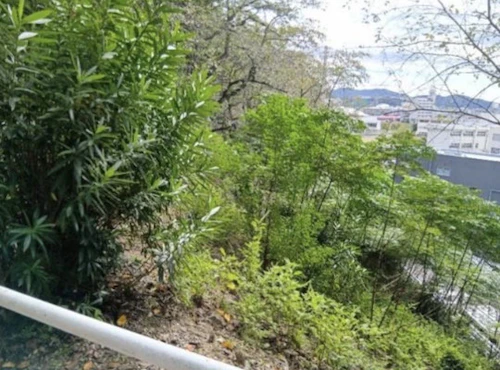 番外編現場セミナー：「大学緑地の樹木整備等」の活動写真