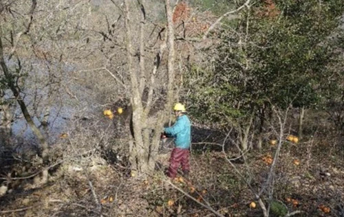 番外編現場セミナー：第39回土師ダム桜守プロジェクト 活動報告の活動写真