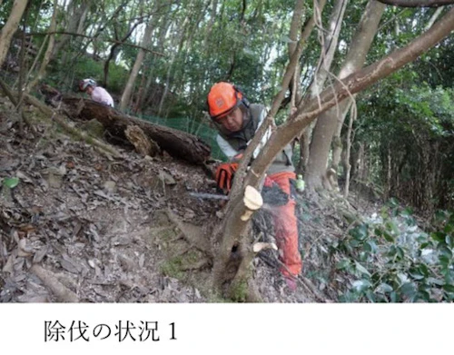 現場セミナー：市史跡田屋城跡の森林整備の活動写真