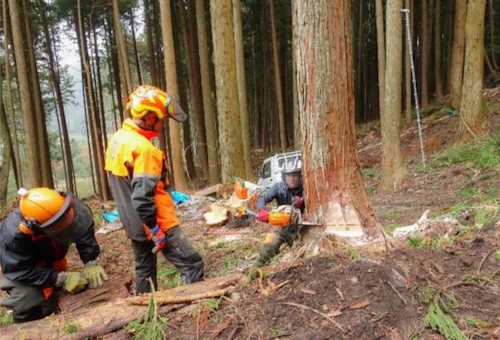 番外編現場セミナー第3回「安全に木を伐る技術研修会」の活動写真