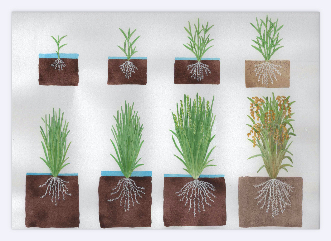 PICK UP！ 「植物」の仕事