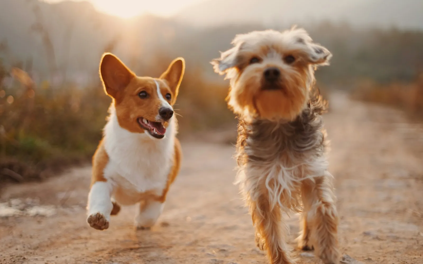 並んで道を走る2匹の犬