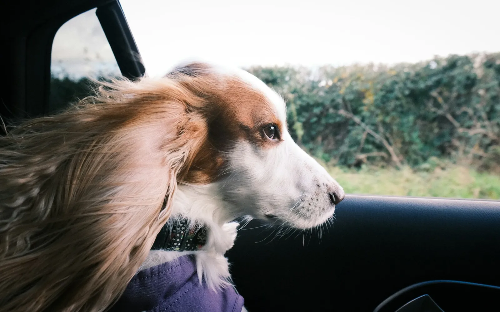 車の窓から外の景色を眺める犬