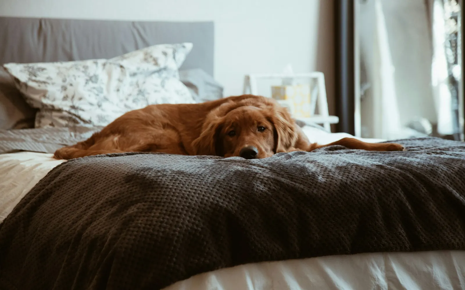 ホテルのベッドでくつろぐ犬