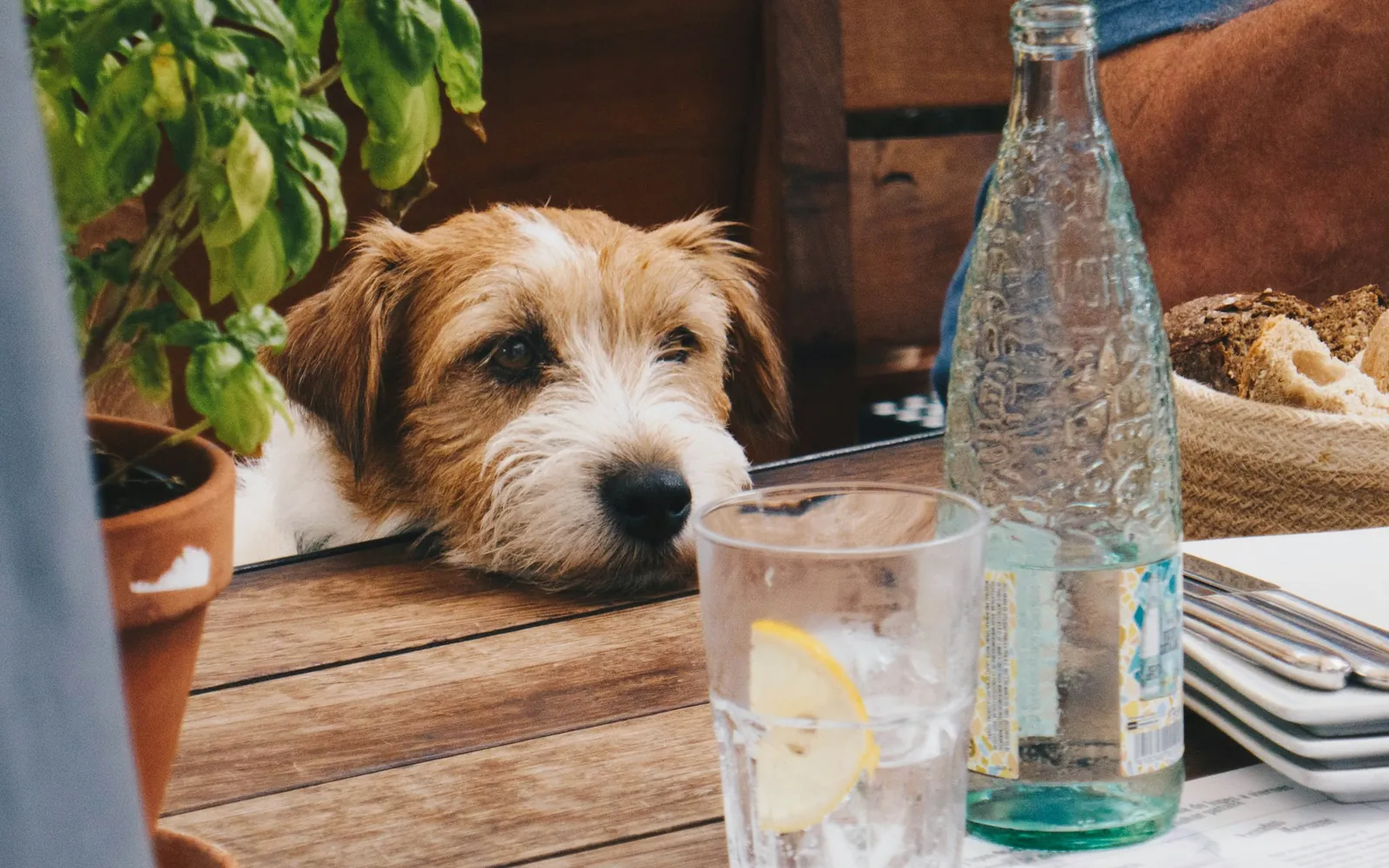 テラス席のテーブルにあごをのせる犬