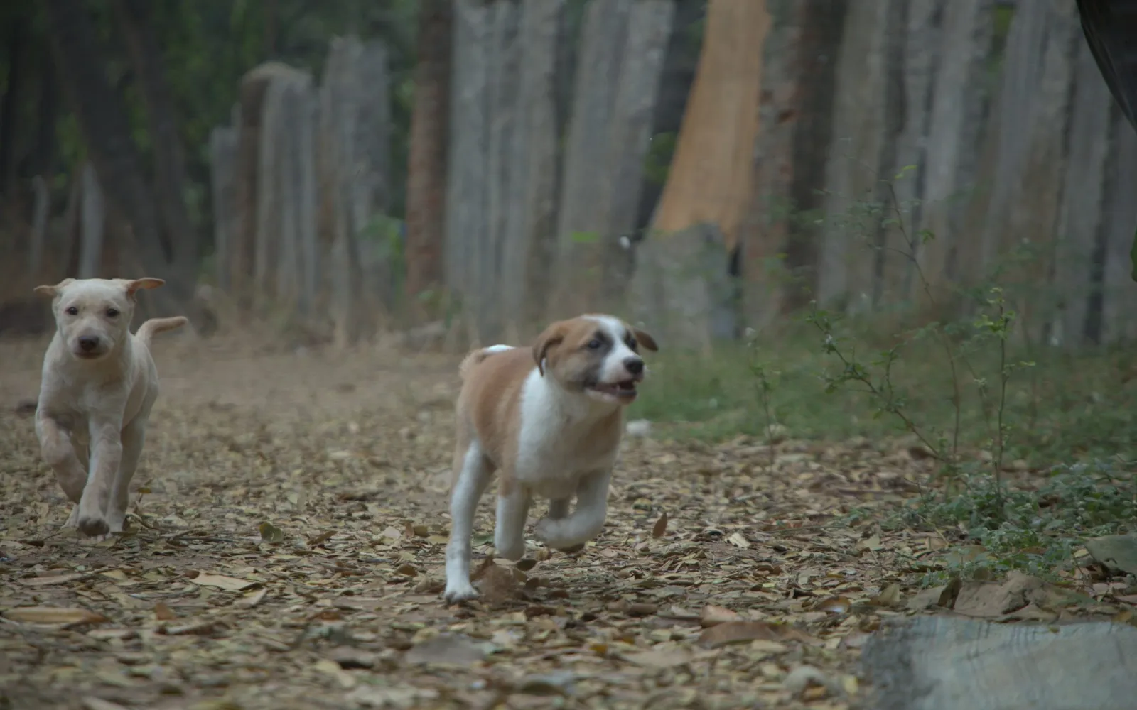 並んで走る2匹の子犬