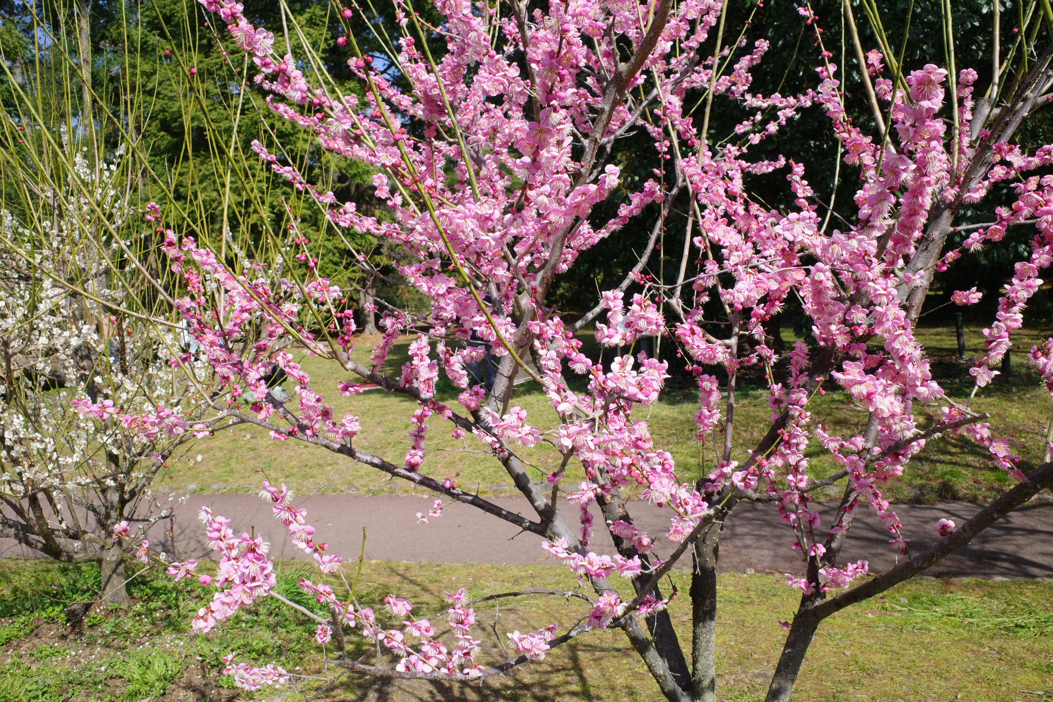 春先の京都府立植物園