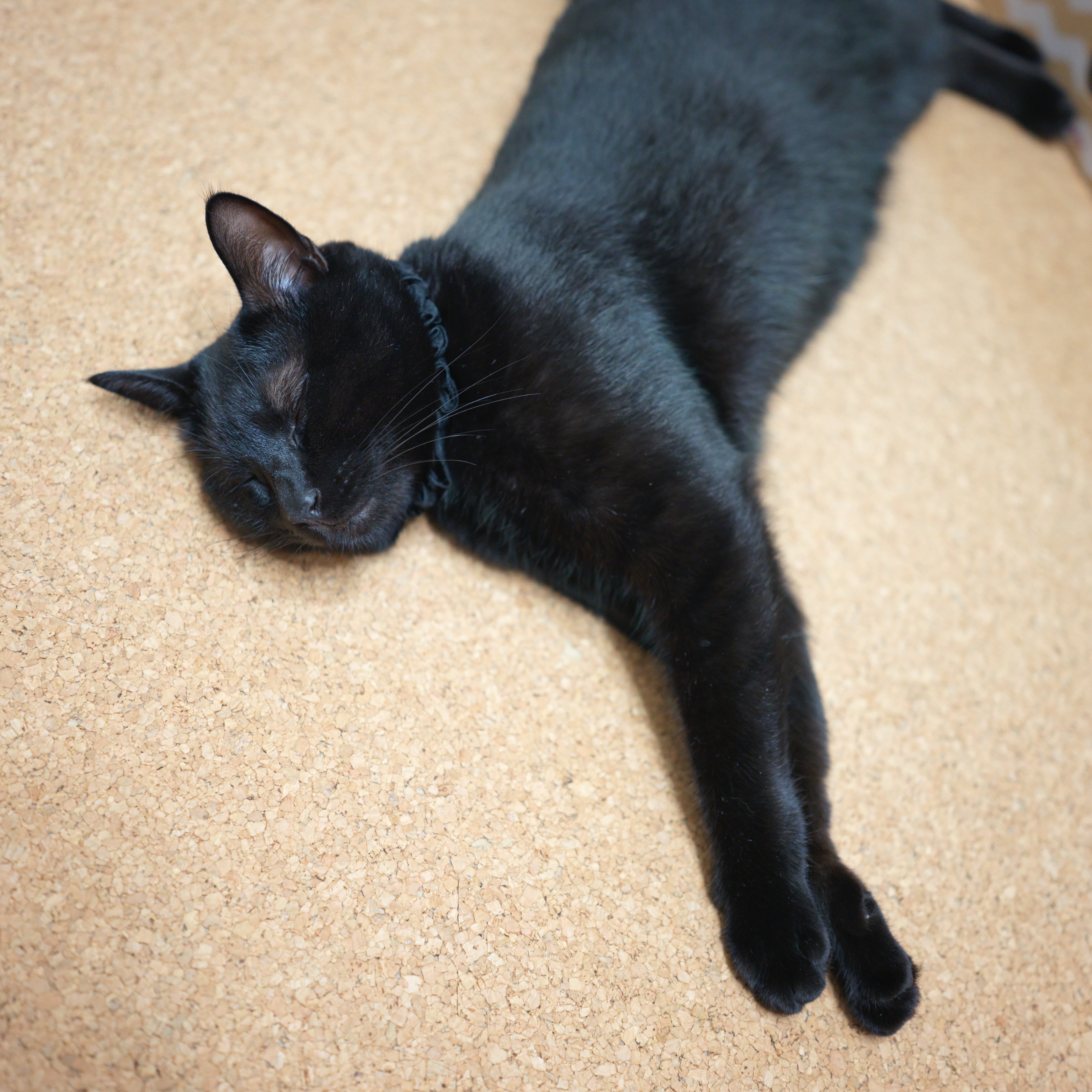 コルクマットの上で横たわって眠る黒猫。首には黒いシュシュ型の首輪を着用しており、前脚を揃えてリラックスした姿勢で寝ている様子を上から撮影している。