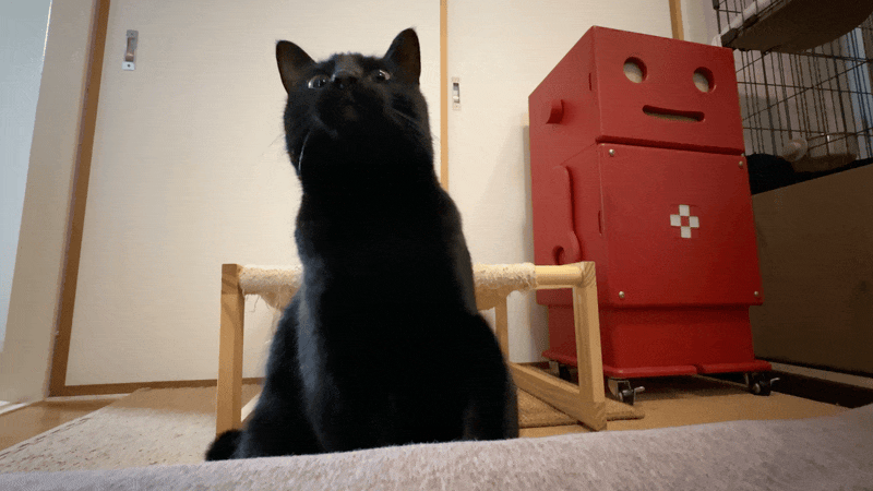 黒猫が、あくびをしながらパンチしてくるGIF画像