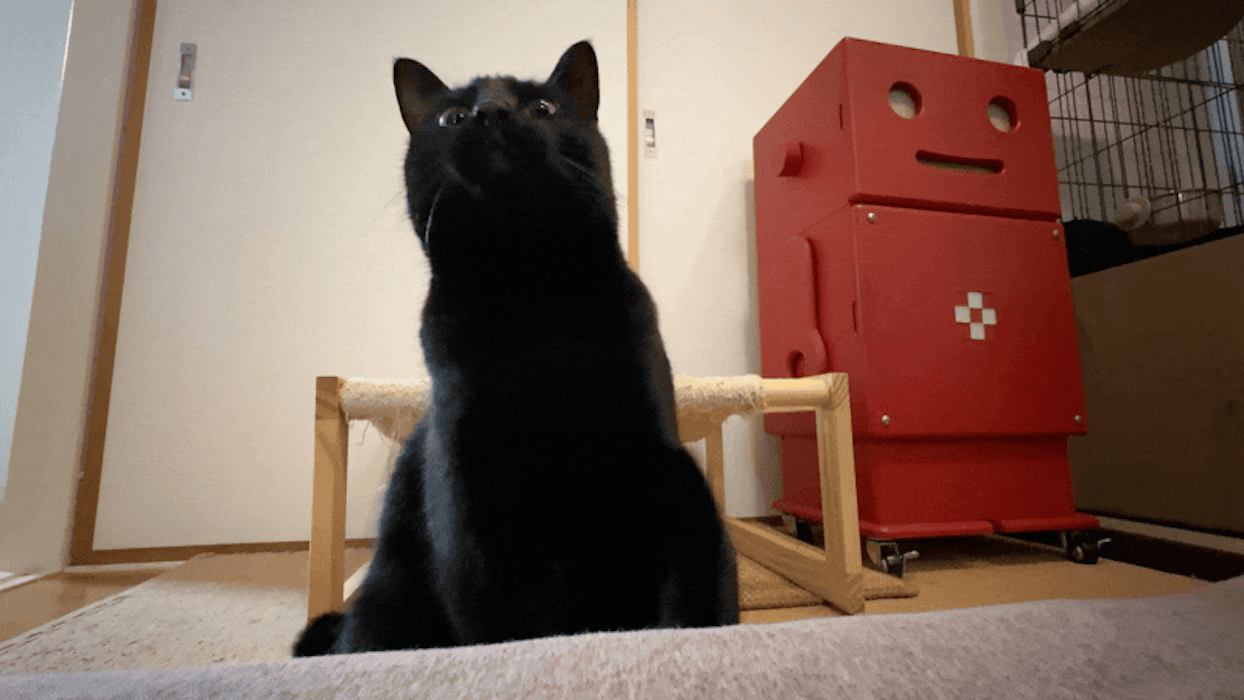 黒猫が、あくびをしながらパンチしてくるGIF画像