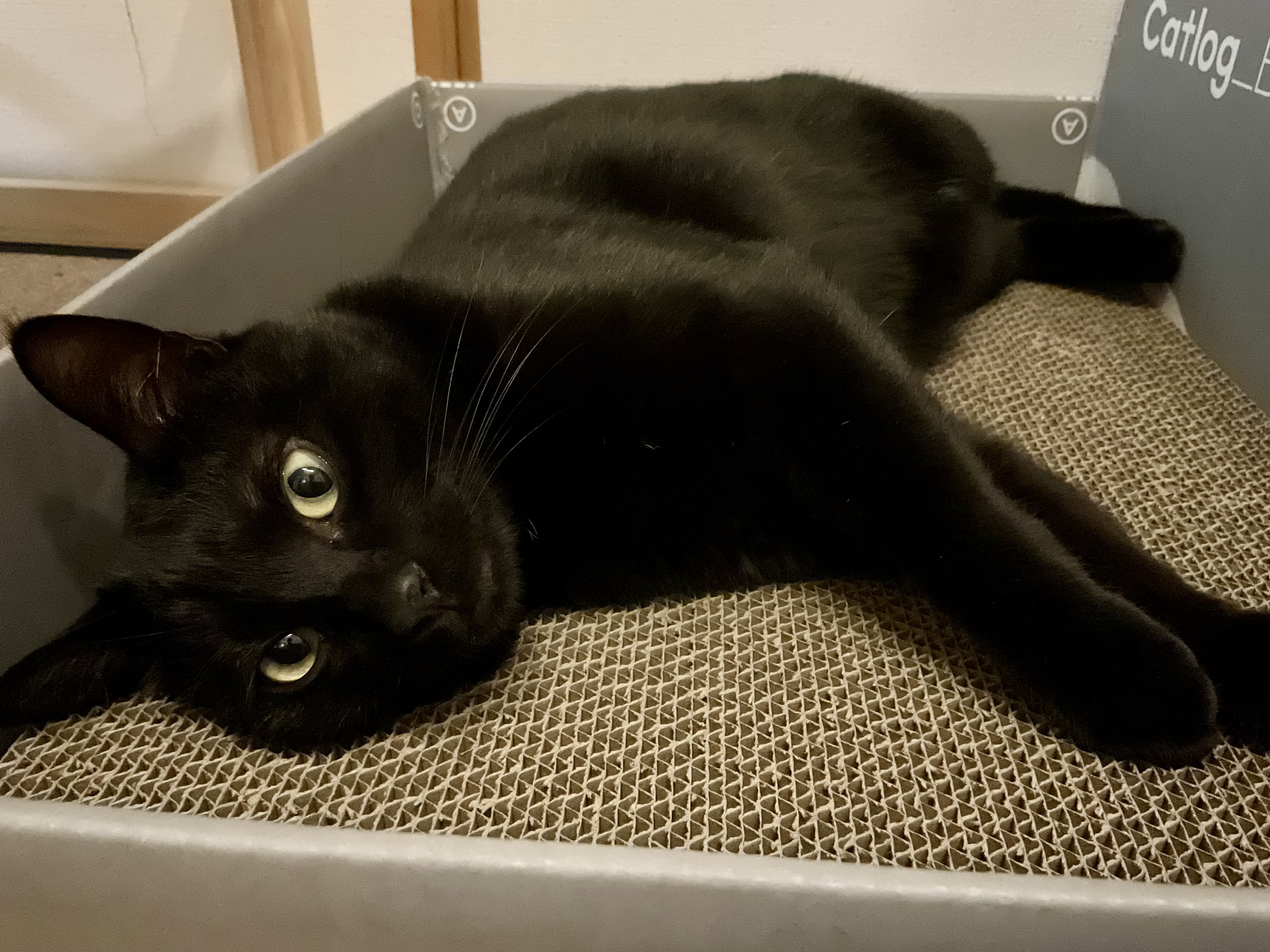 猫が爪とぎが入った箱の中で寝転んでいる