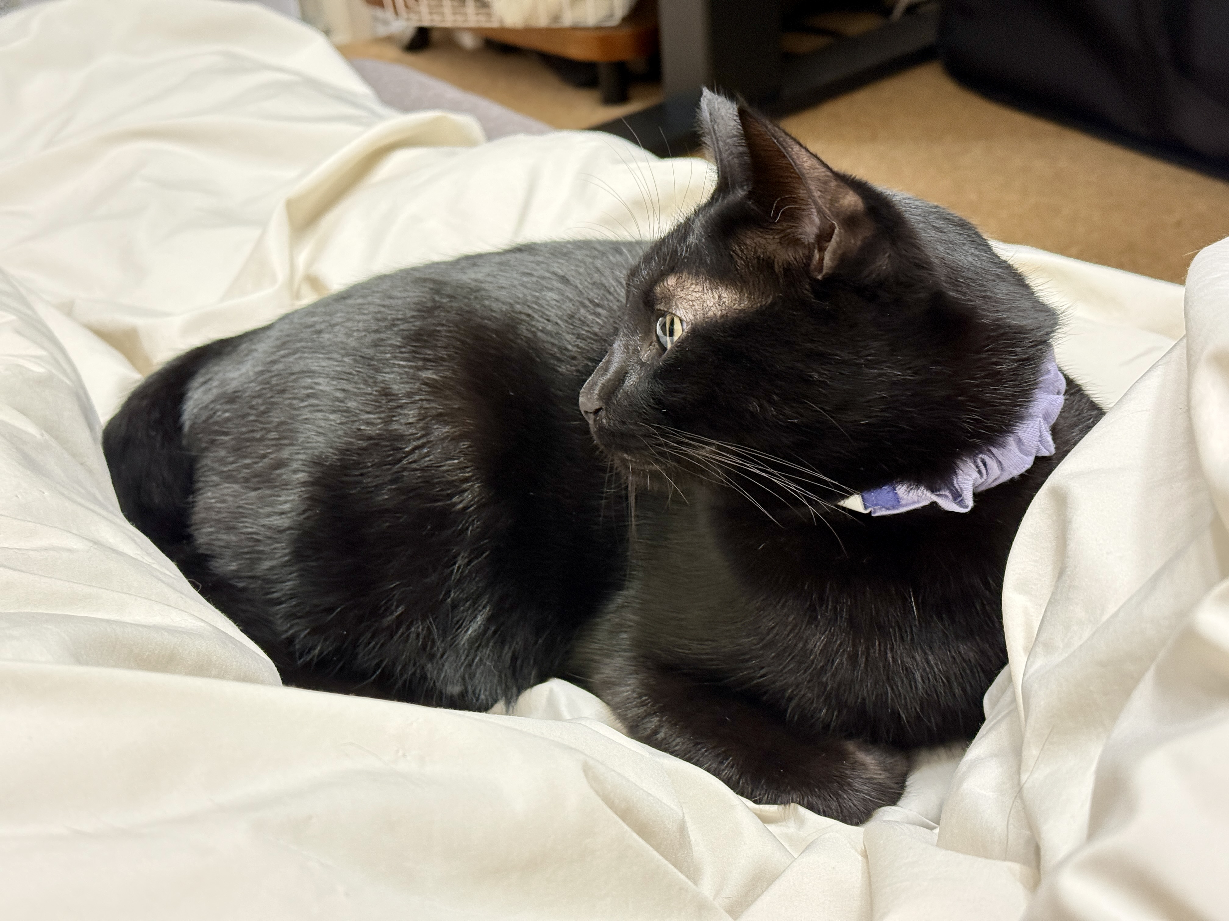 白い布の上で横向きに座る黒猫。首には薄紫色のシュシュ型の首輪を着用しており、落ち着いた様子で何かを見つめている。