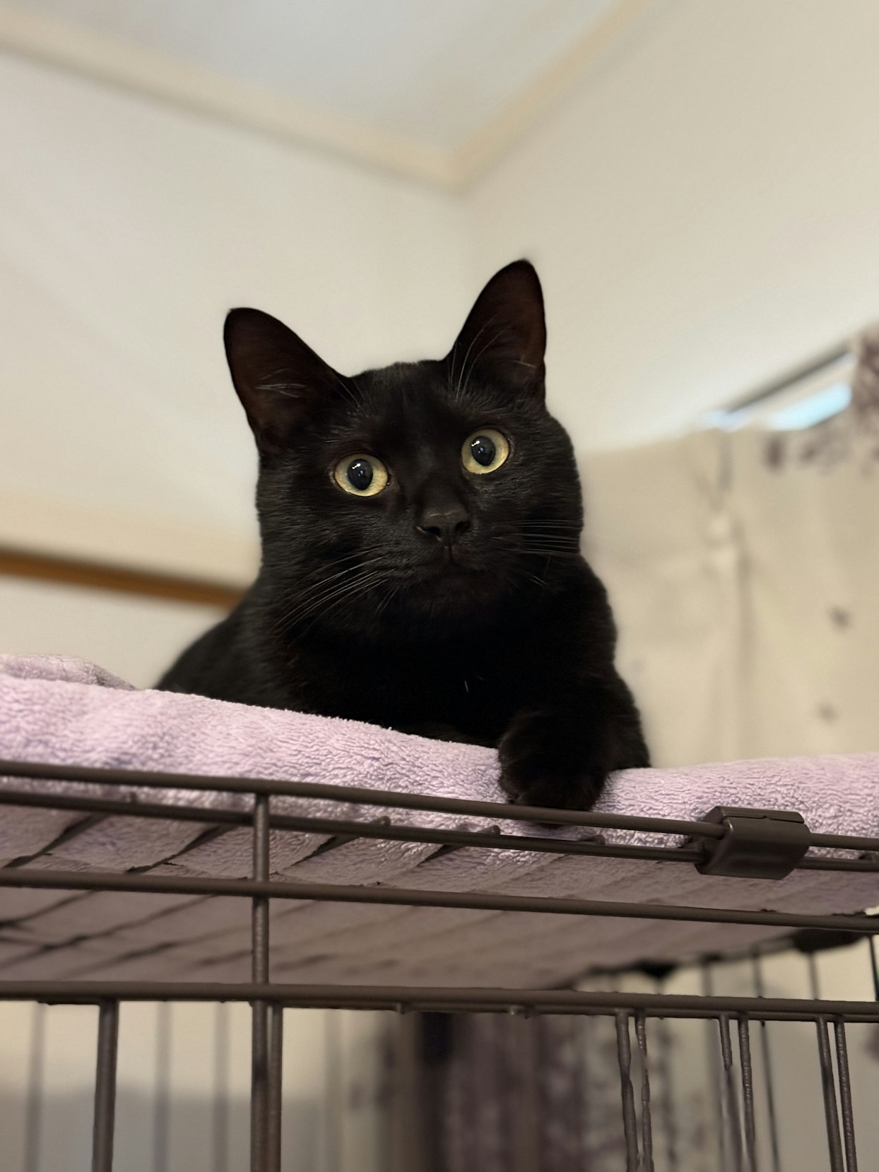 黒猫が金属製のケージの上に乗っている写真