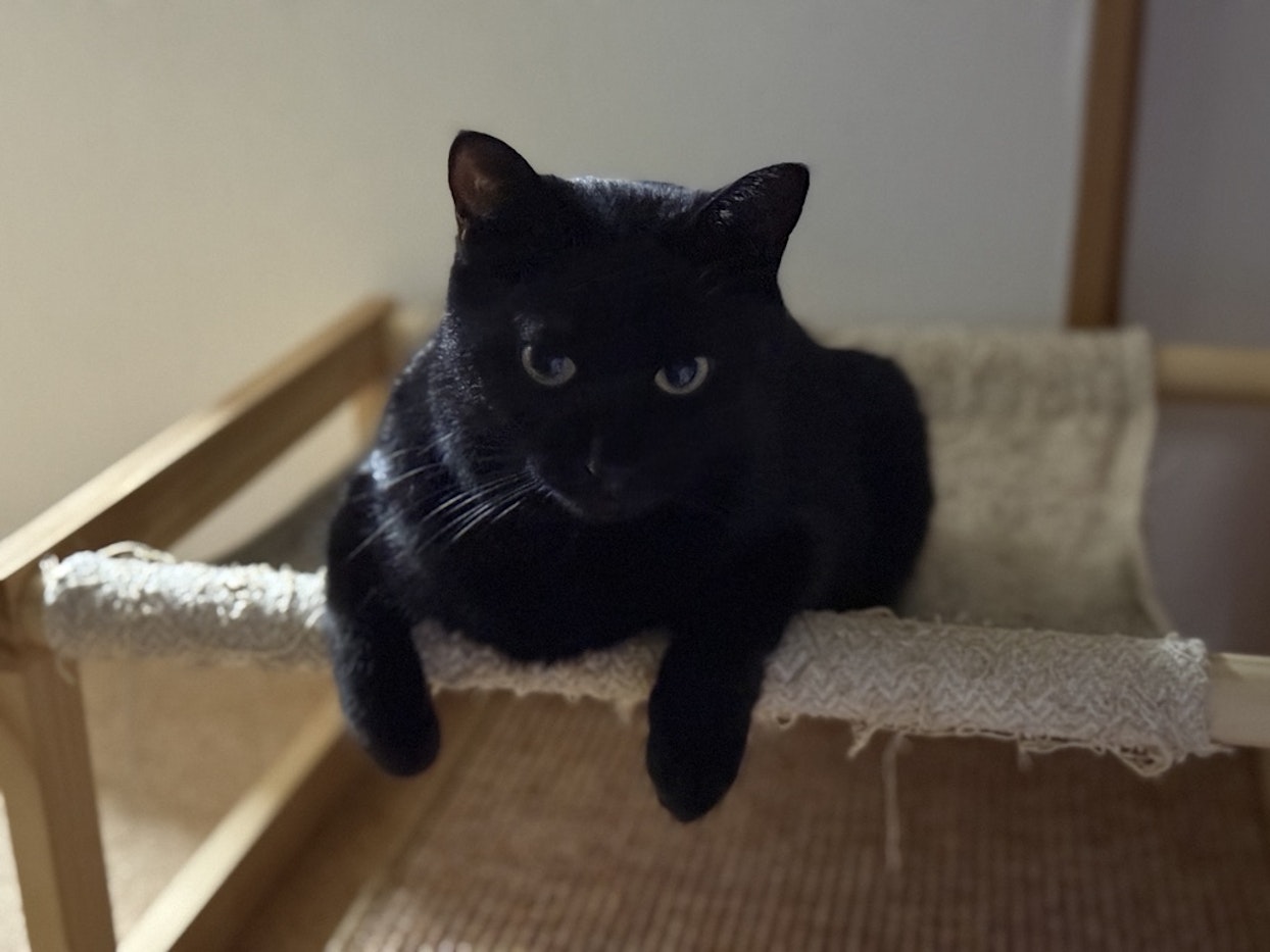  白くてボサボサした布製のハンモックに前足をだらんと垂らしてうつ伏せで休んでいる黒猫。カメラをまっすぐ見つめており、背景は薄暗い。