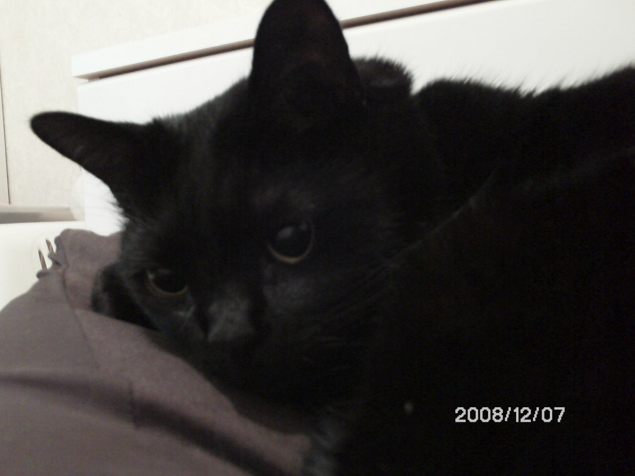黒猫のアップ。右下に2008年の日付がある。