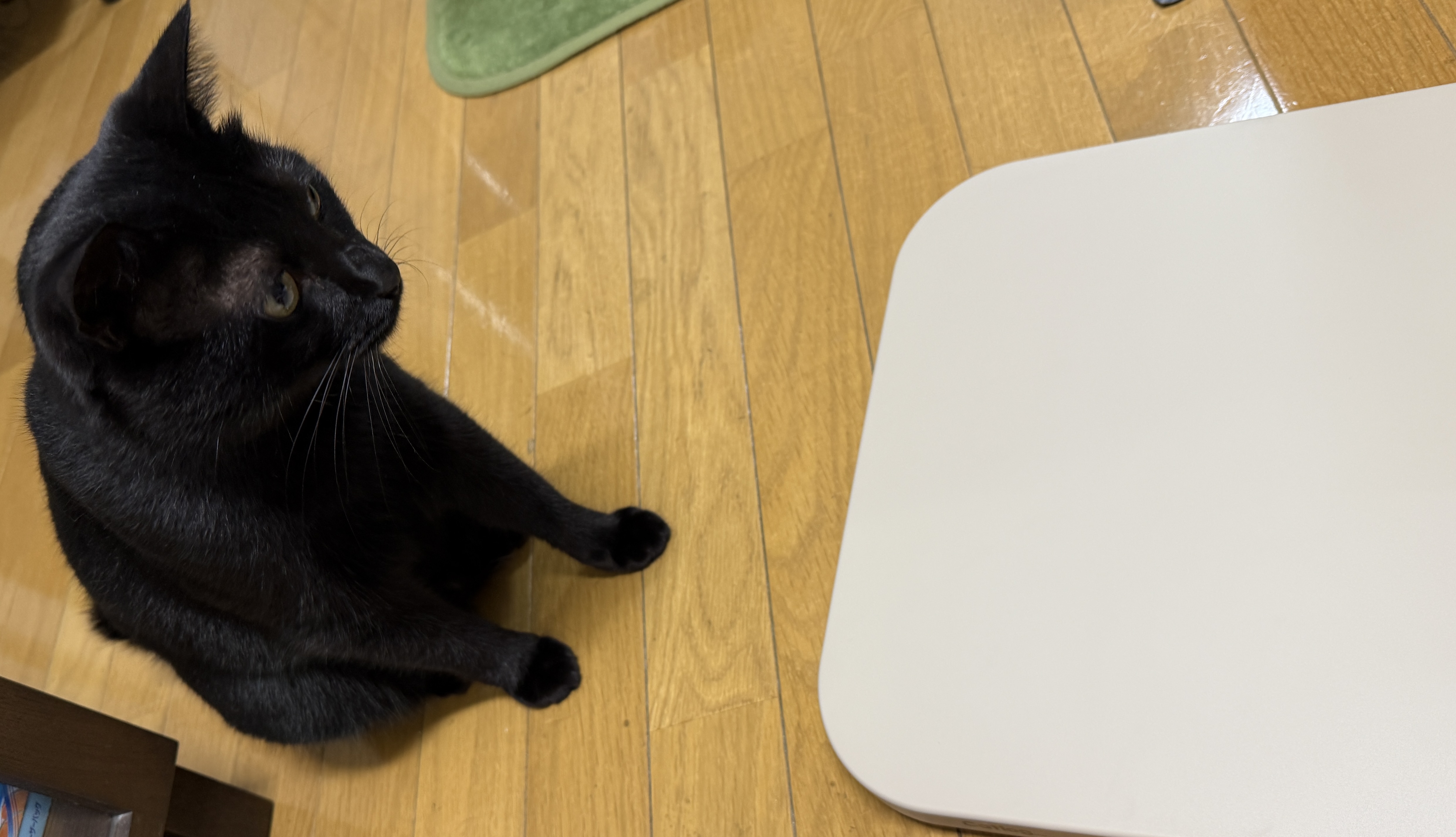 左にいる黒猫が、右に置いてあるベージュの板のようなものを見つめている