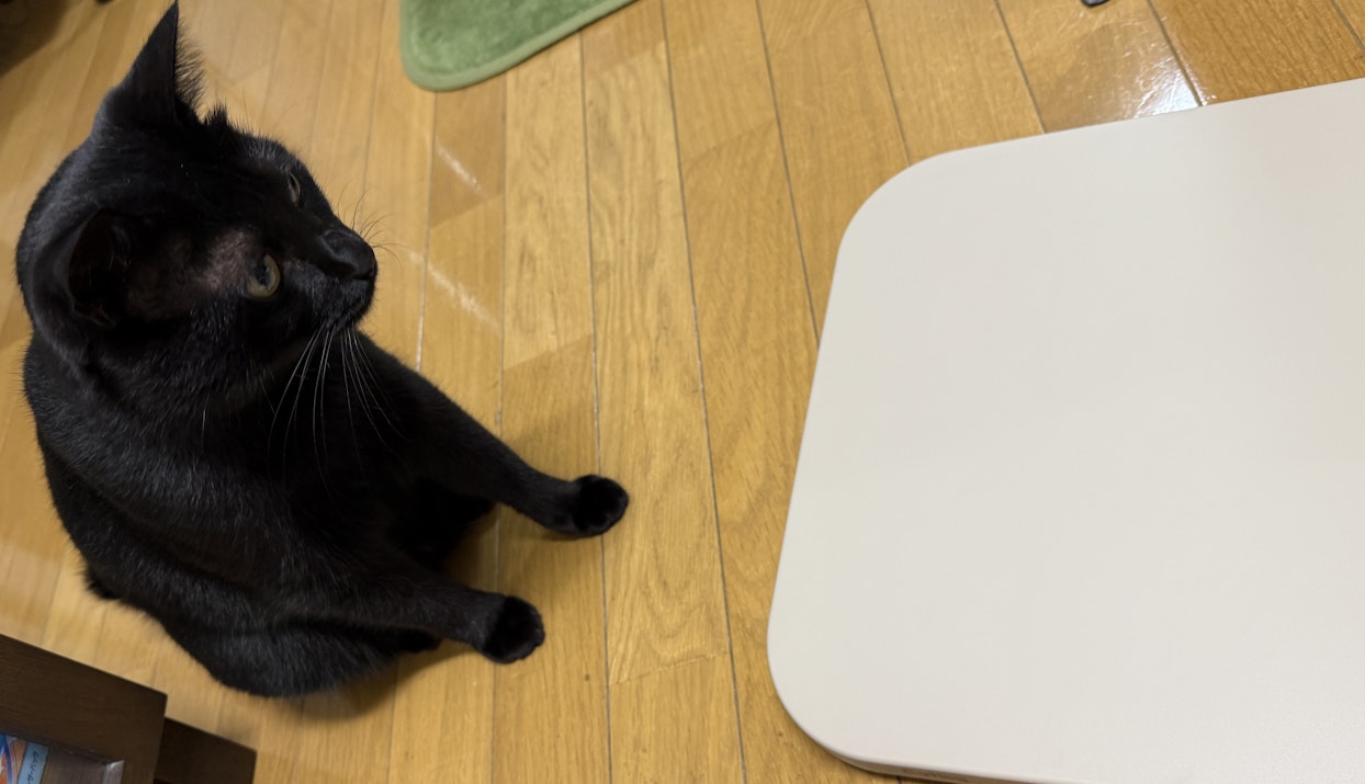 左にいる黒猫が、右に置いてあるベージュの板のようなものを見つめている