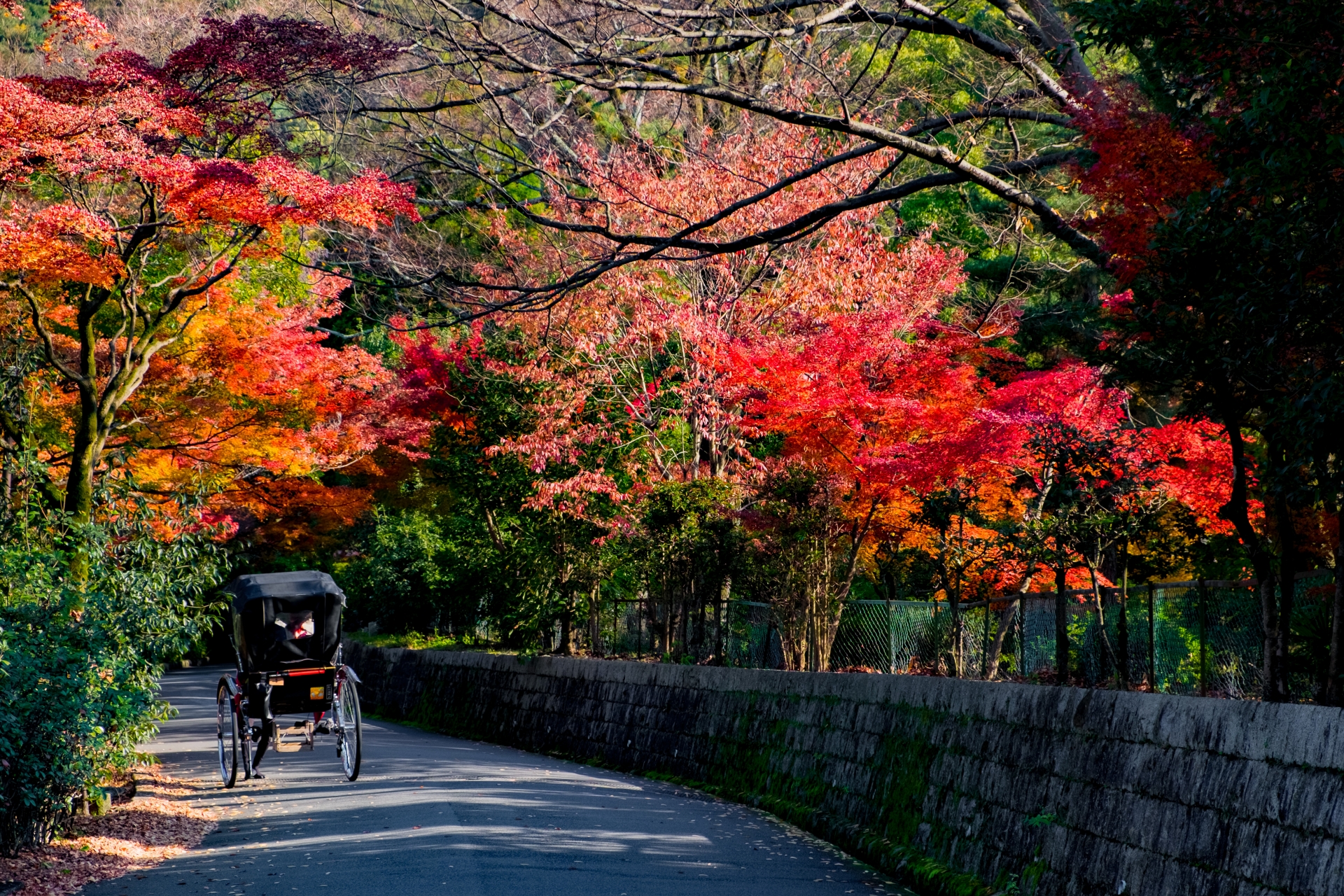 【2023年確定版】円山公園の見どころ、おすすめ、アクセス情報【京都旅行】