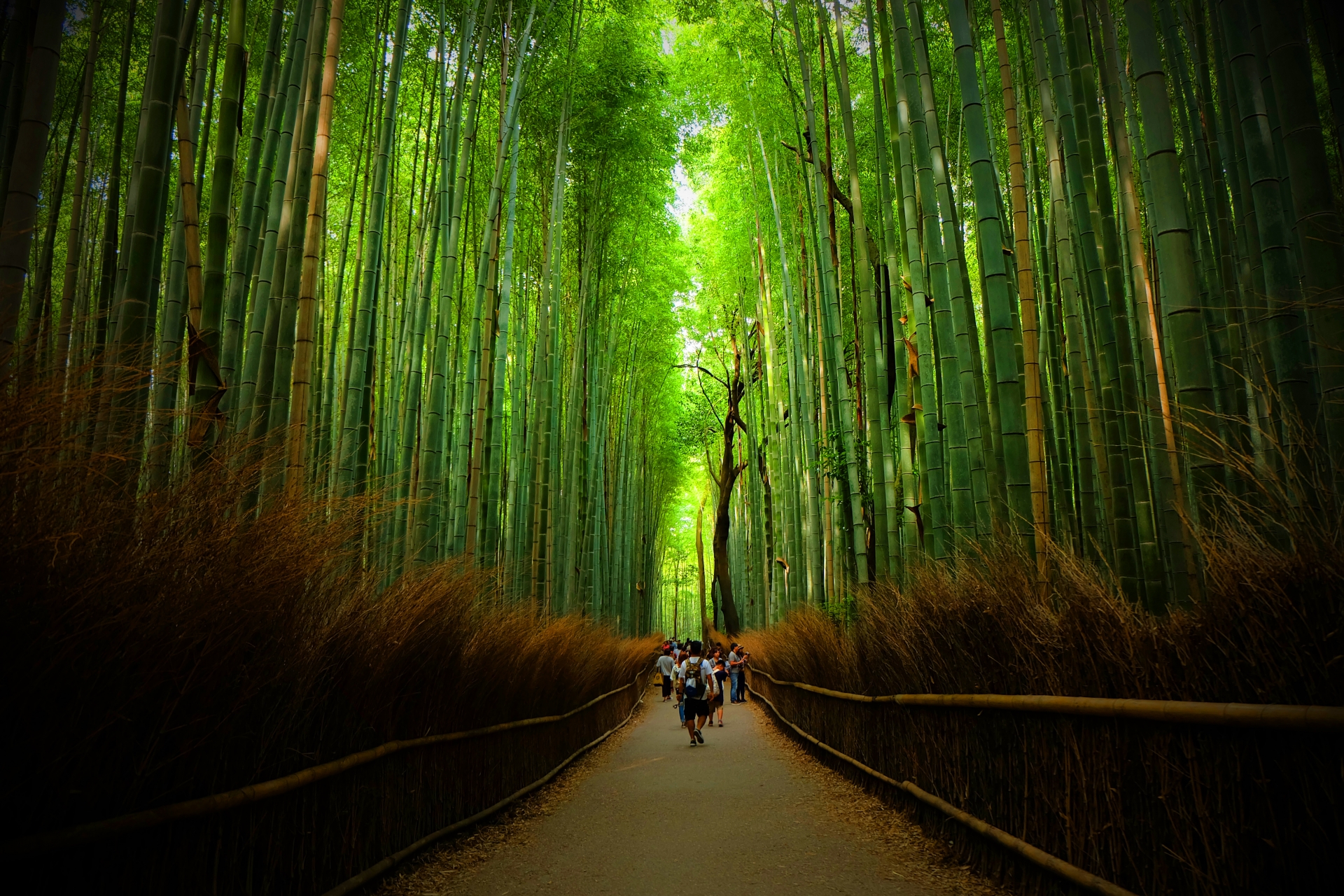 竹林の小径(ちくりんのこみち)の見どころ、おすすめ、アクセス情報【京都旅行】