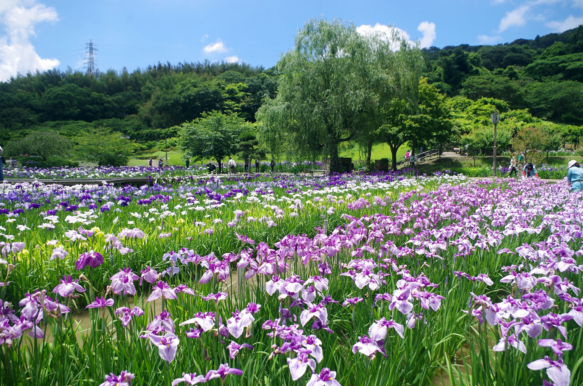 【2023年確定版】横須賀しょうぶ園の見どころ、おすすめ、アクセス情報【神奈川旅行】