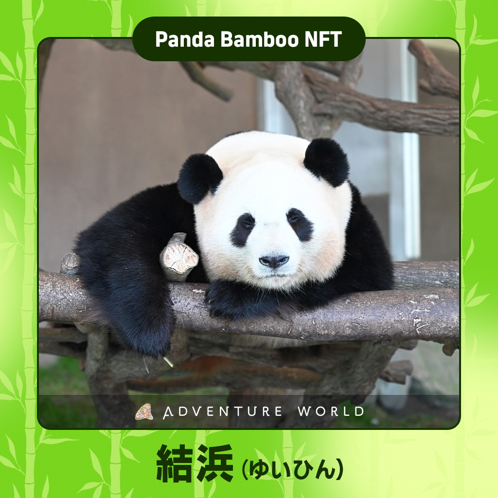 パンダバンブーNFT」を無料配布します！ | Panda Bamboo Project