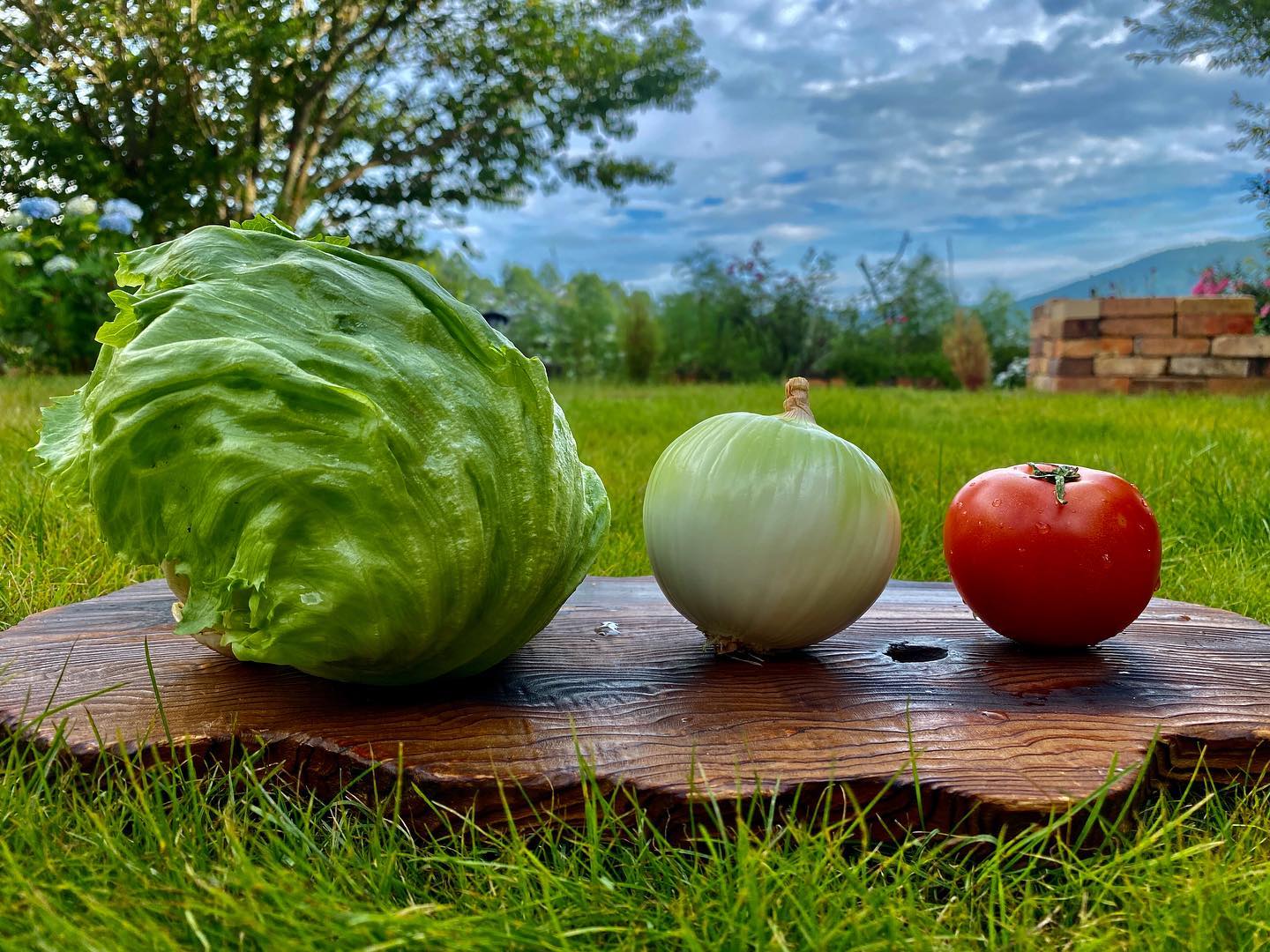 新鮮すぎる野菜の写真