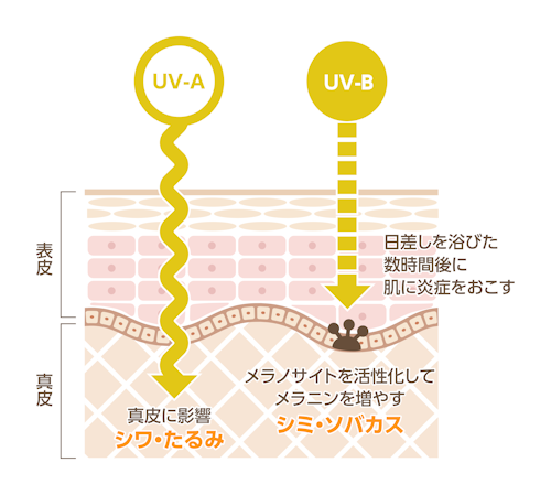 アルージェ 安い 日焼け止め アフターケア