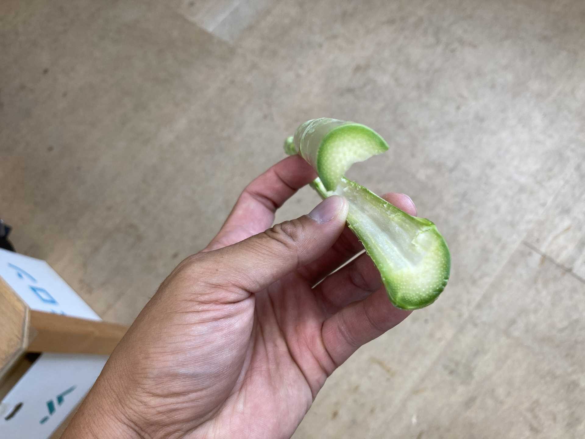 イモムシ | サナテックシード（株）｜種苗・農業資材の販売