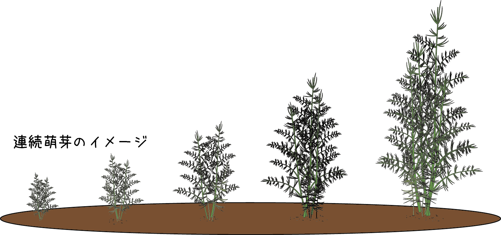 アスパラ確認画像 アスパラガス品種紹介 | サナテックシード（株）｜種苗・農業資材の販売