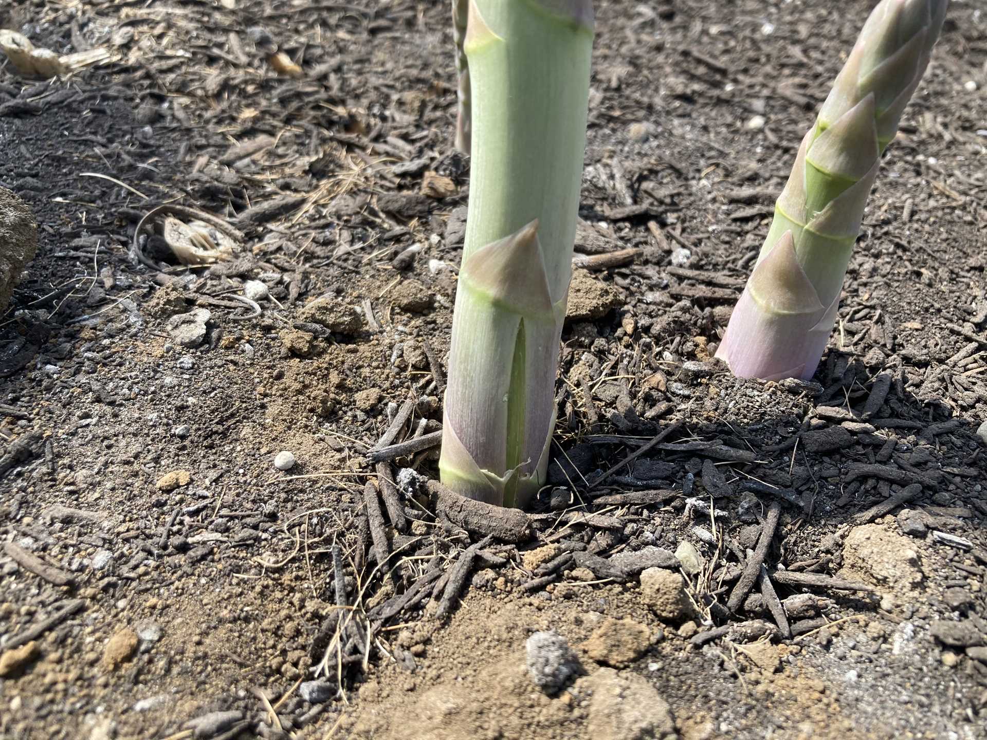 アスパラガス栽培INFO | サナテックシード（株）｜種苗・農業資材の販売